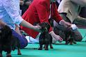 Crufts_dachshunds 130